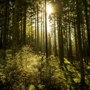 køb nature 14 lærredstryk billede