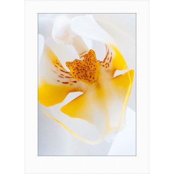 køb Orchids art print - 7080